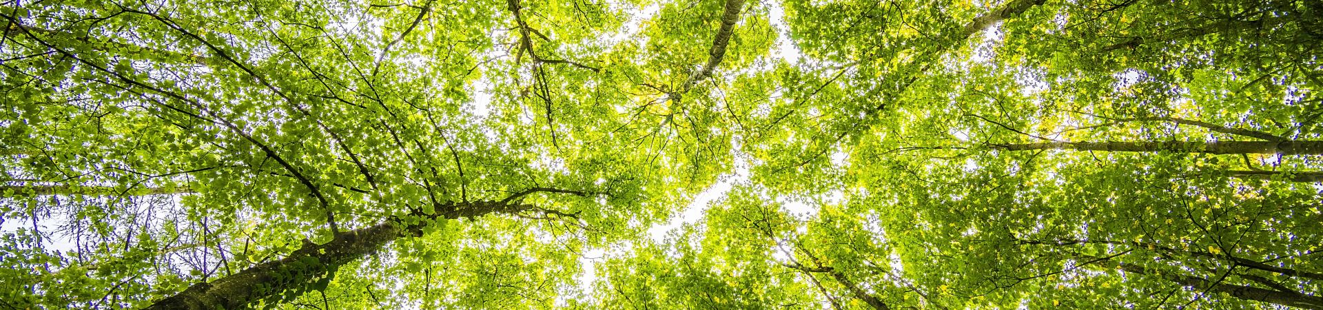 Looking up from below at the top of the trees